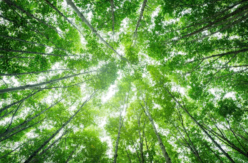 Blick nach oben in einen grünen Wald mit Sonnenlicht – Symbol für Umweltbewusstsein und nachhaltiges Handeln.