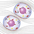 Microscopic view of two cells with visible nuclei and organelles – surrounded by lines indicating fluid movement or cellular dynamics